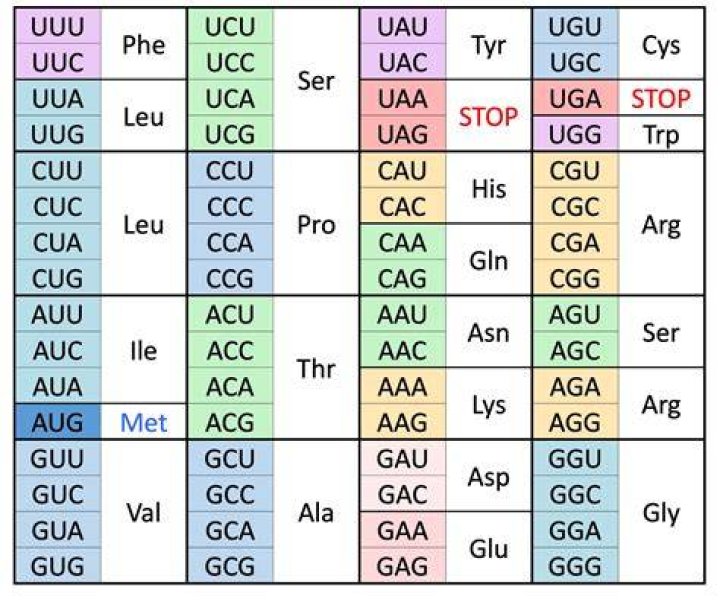How did the genetic code originate?